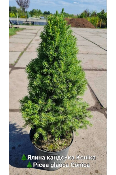 Ялина канадська Коніка | Picea glauca Conica | Ель канадская Коника